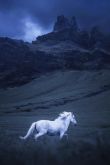 Конь на фоне гор
