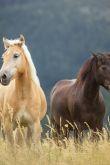 Обои лошади на природе