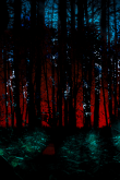 Мрачный лес на обои