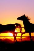 Обои с лошадьми на закате
