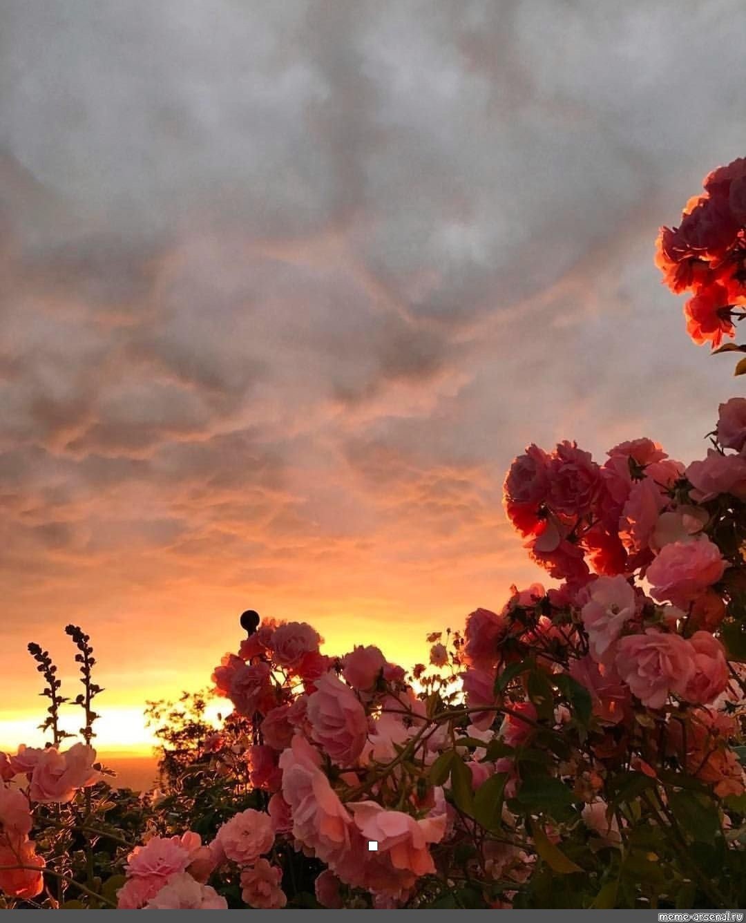 Тюльпаны ночью