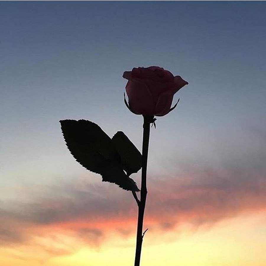 Розы Эстетика закат