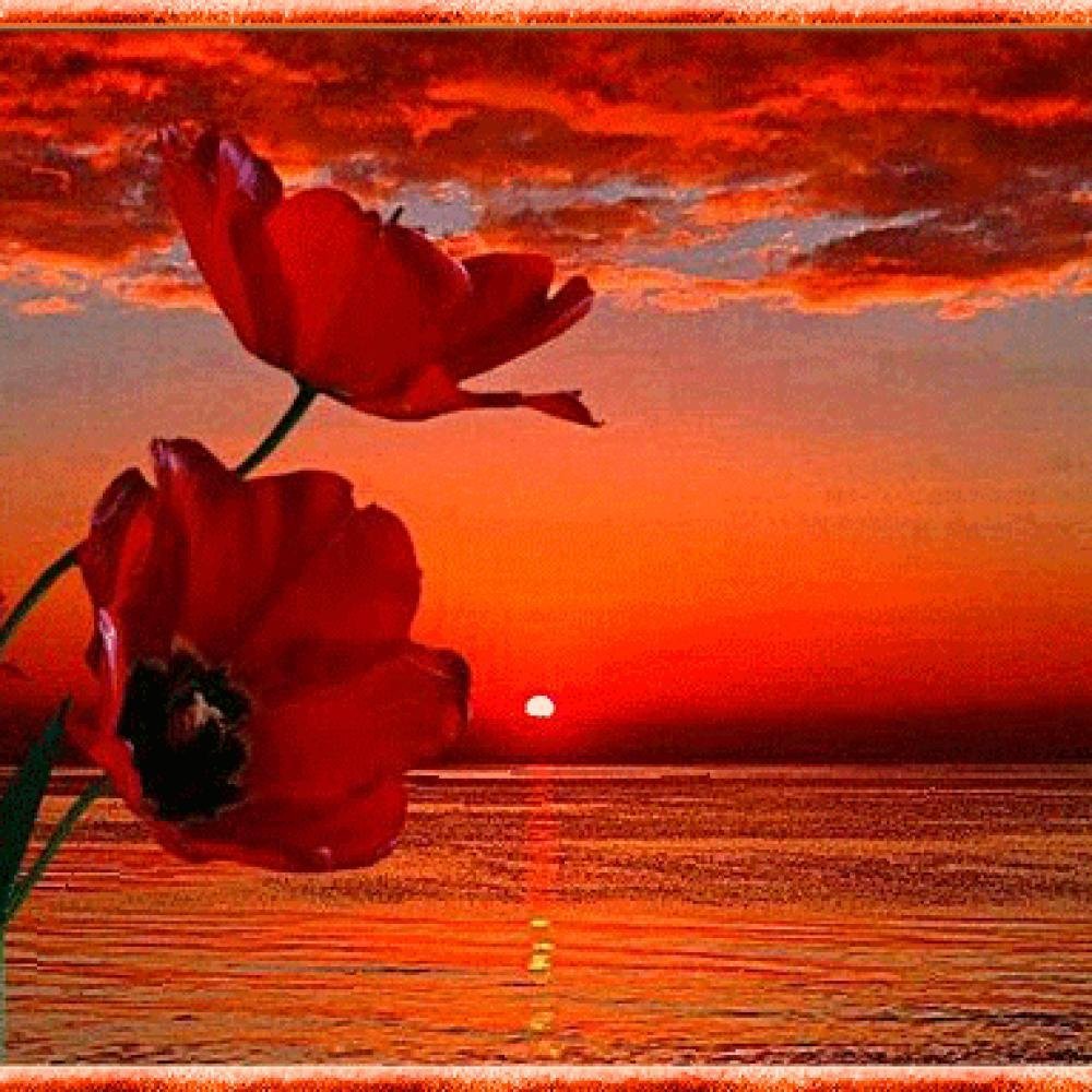 Цветы на фоне заката