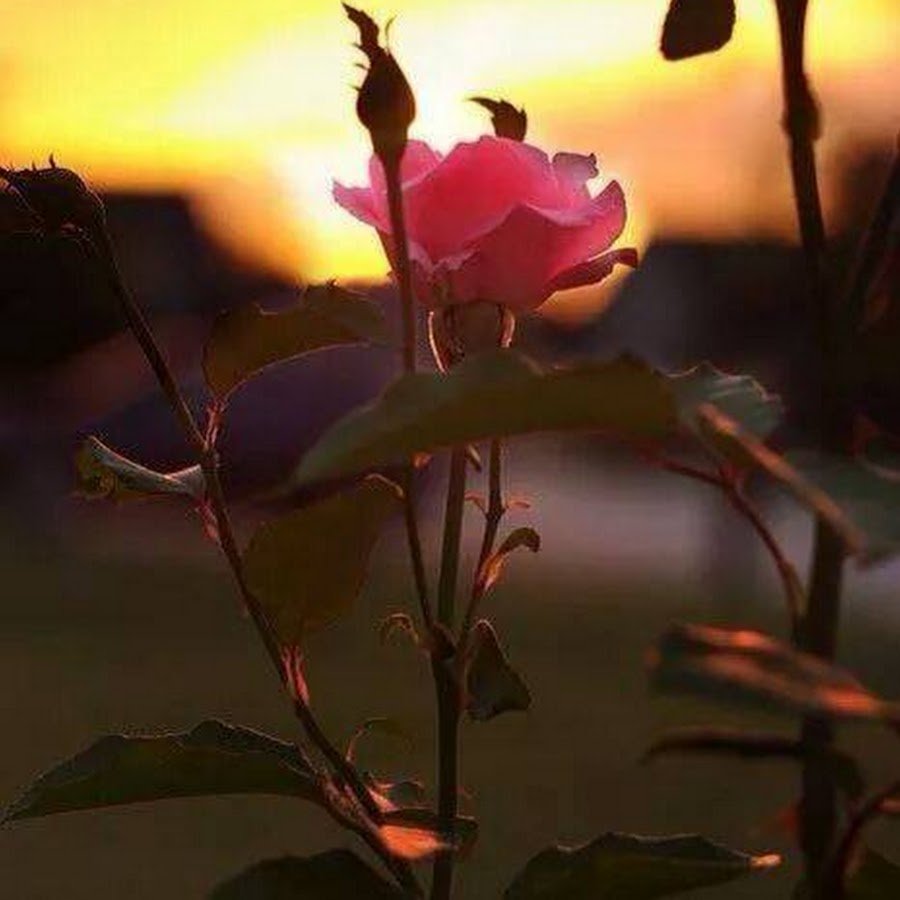 Цветы на закате солнца