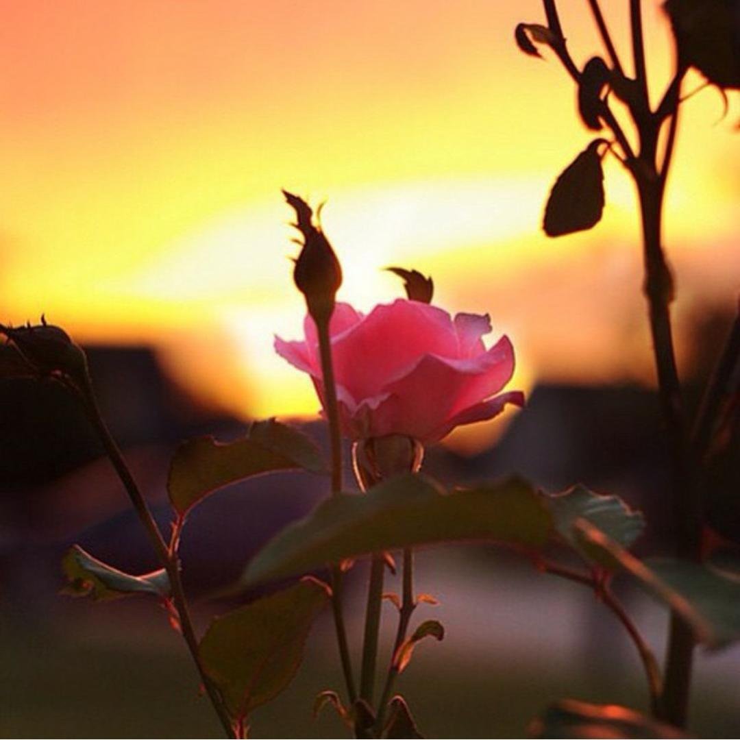 Цветы на закате солнца