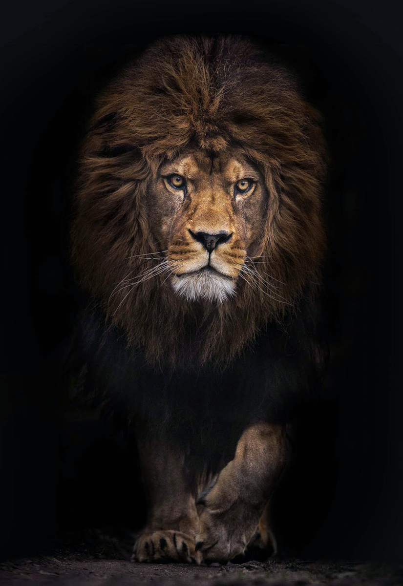 Лев Блэк Лайон