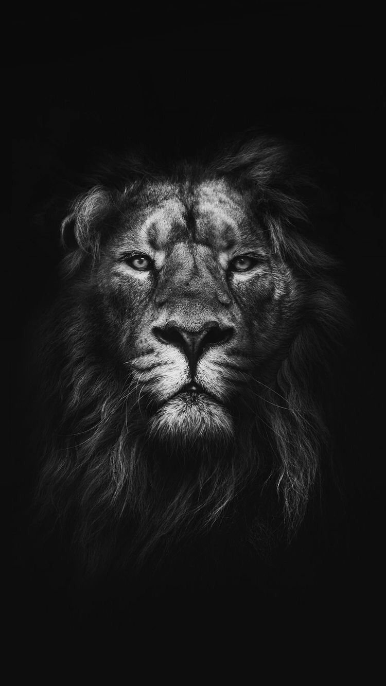 Лев в смокинге