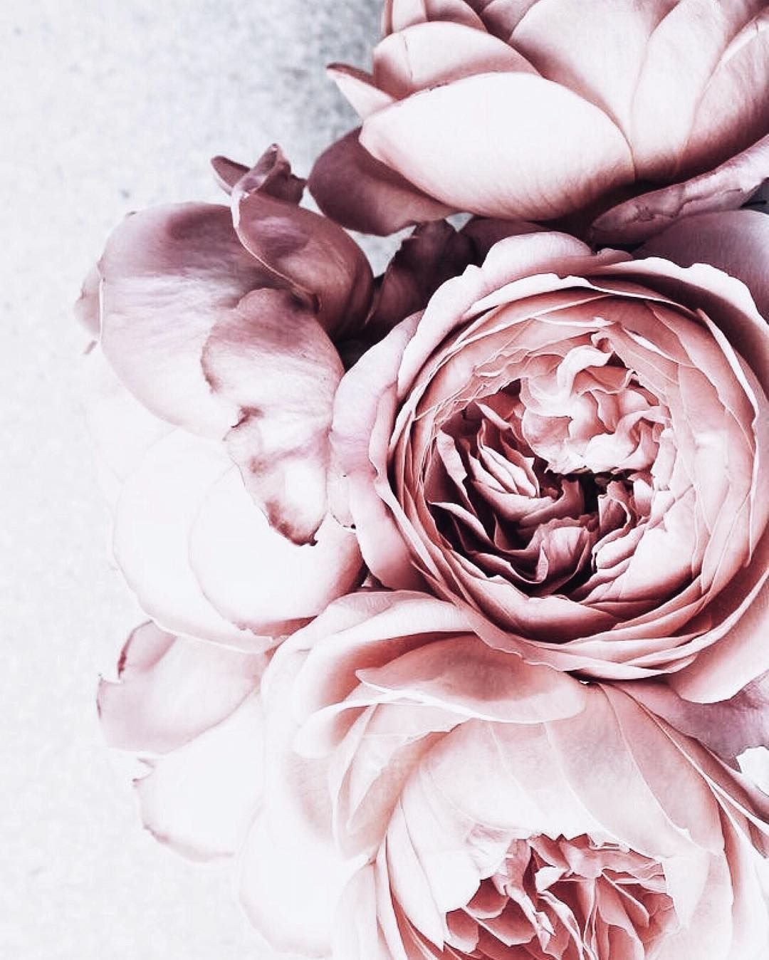 Пудровые пионы