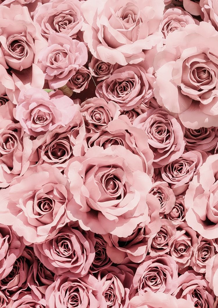 Розы на айфон