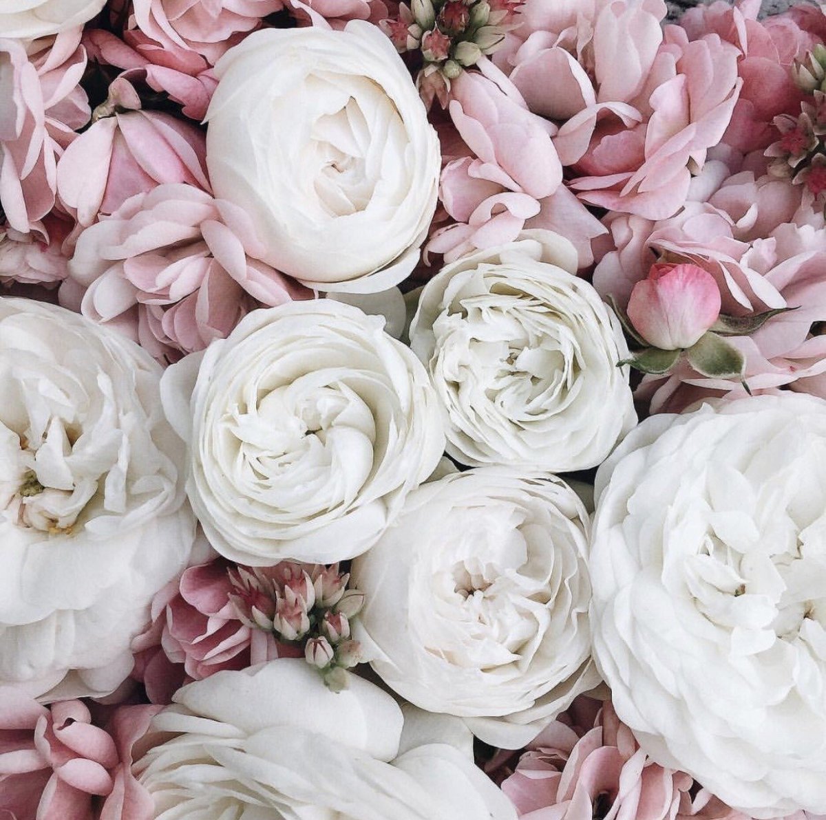 Пастельный Ганс пион