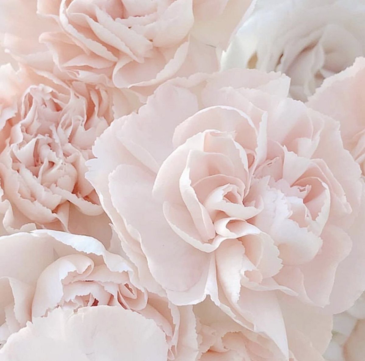 Пионы Эстетика нюд