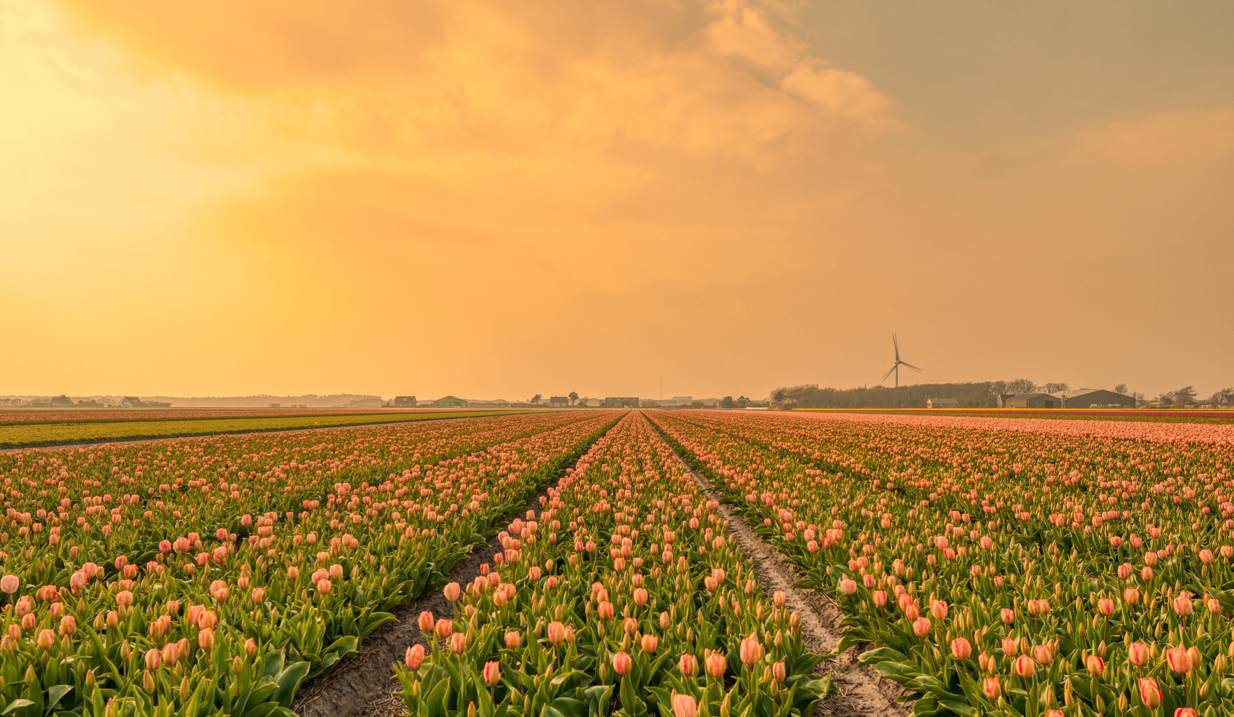 Где находится тюльпановое поле. Голландия тюльпановые поля мельница. Поле тюльпанов. Обои на рабочий стол поле тюльпанов. Плантации тюльпанов в Голландии.