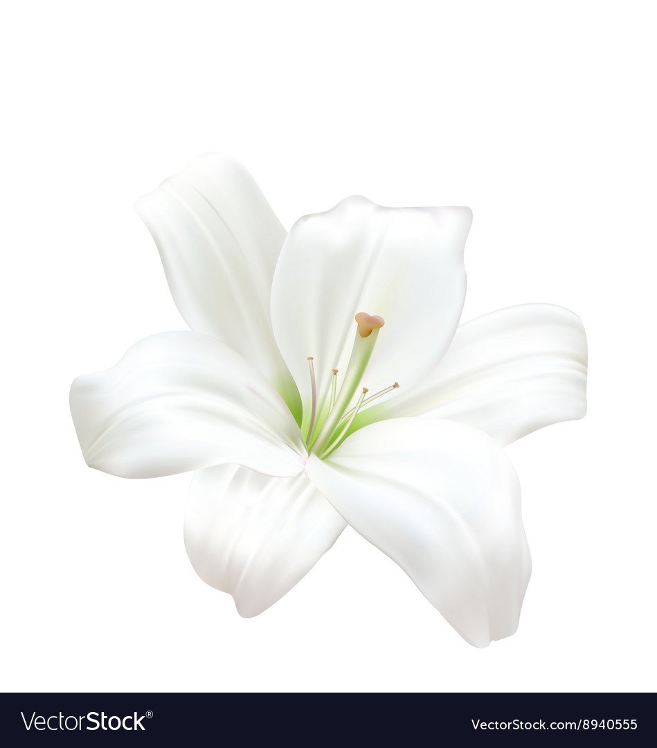 Белые лилии на Светлом фоне