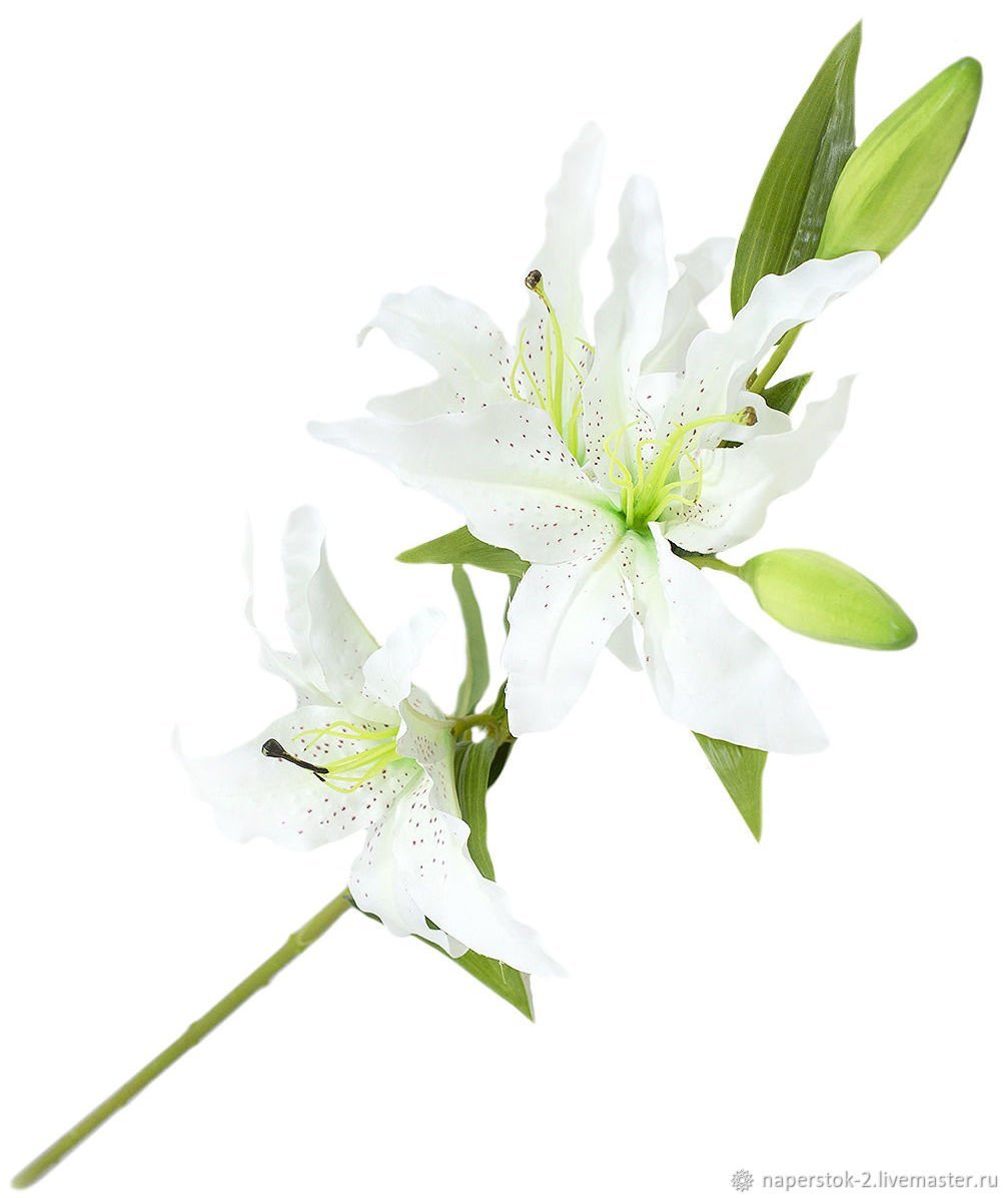 Лилии на белом фоне
