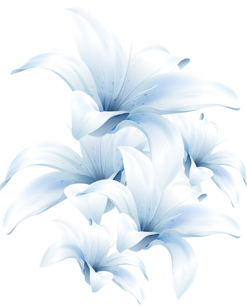 Красивые цветы на белом фоне