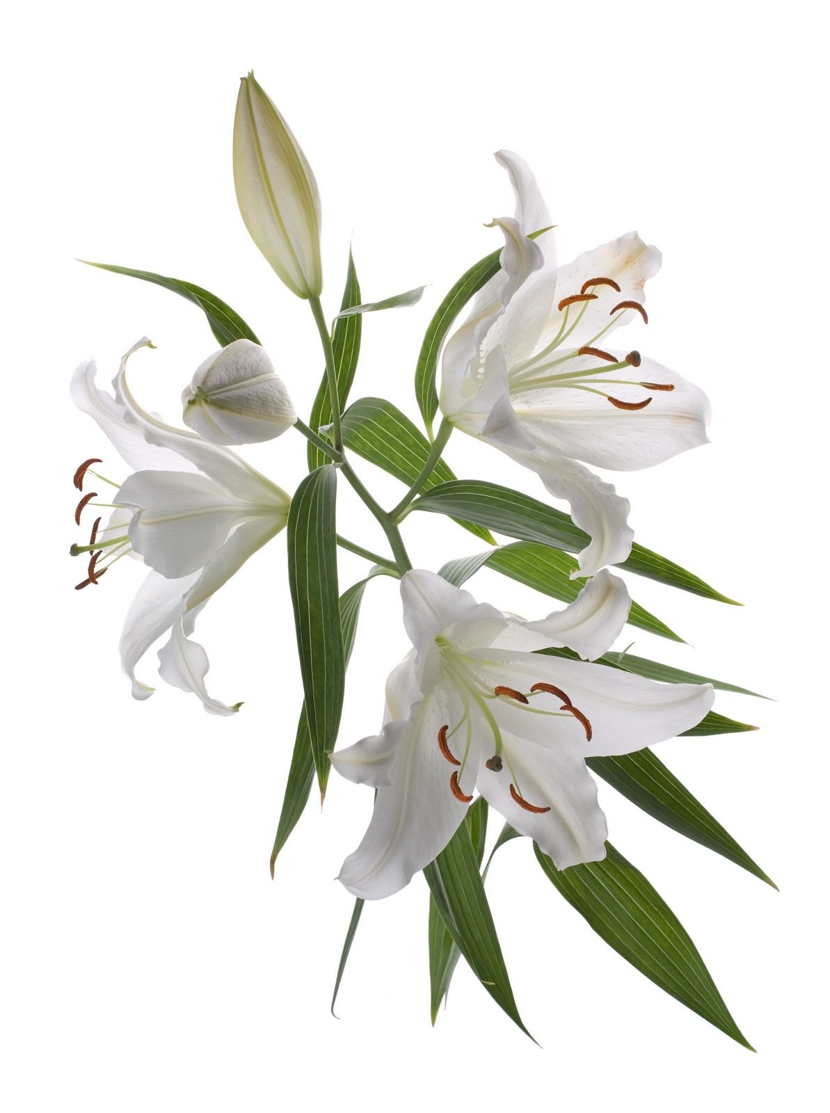 Лилии без фона