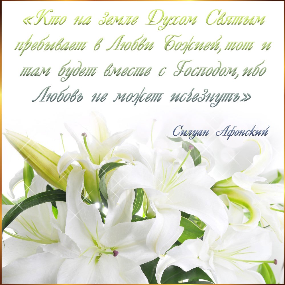 Лилия на белом фоне