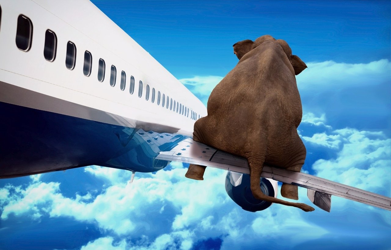 Смешные самолеты. Полет на крыле самолета. Слон на крыле самолета. Креативный самолет. Полетели