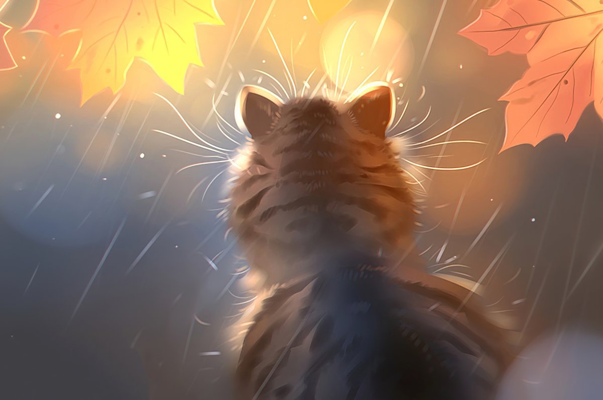 Кот под дождем осень