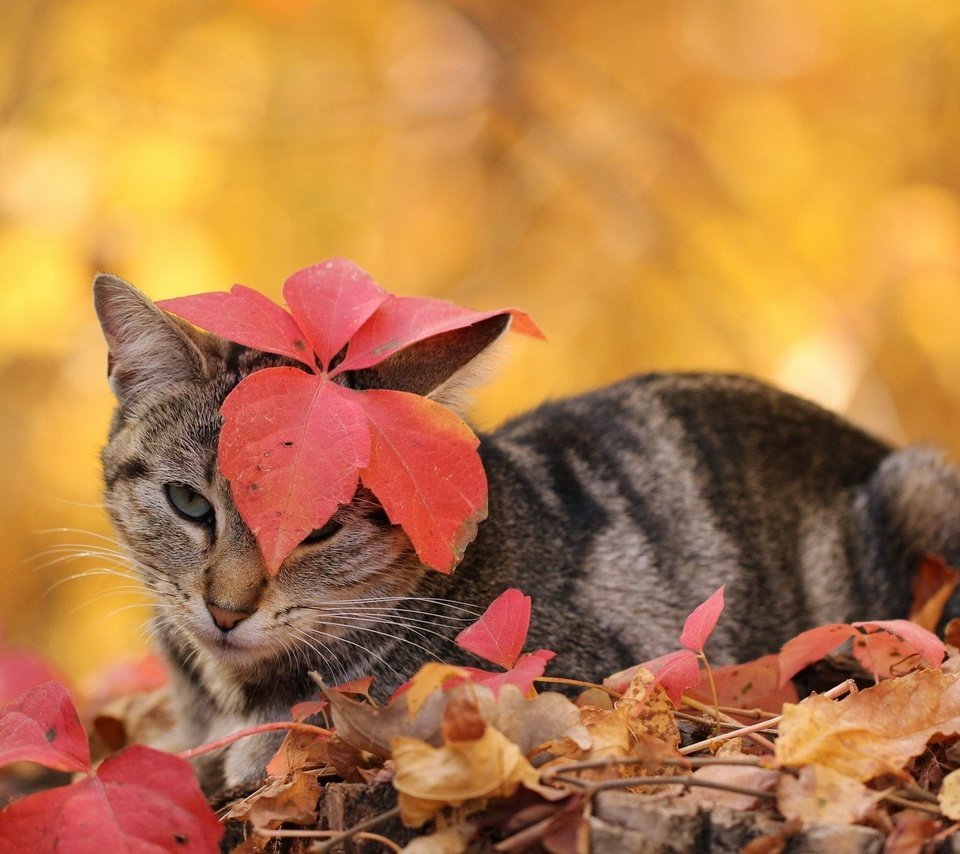 Котята осень
