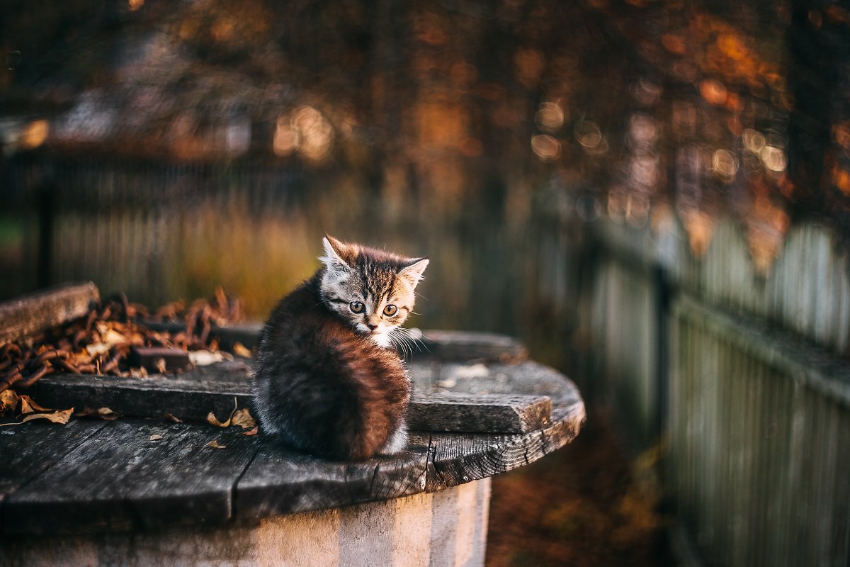 Котики на улице осень