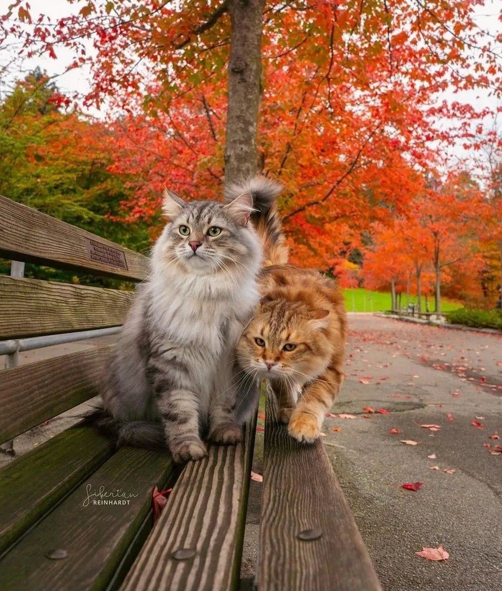 Осенний котики пара