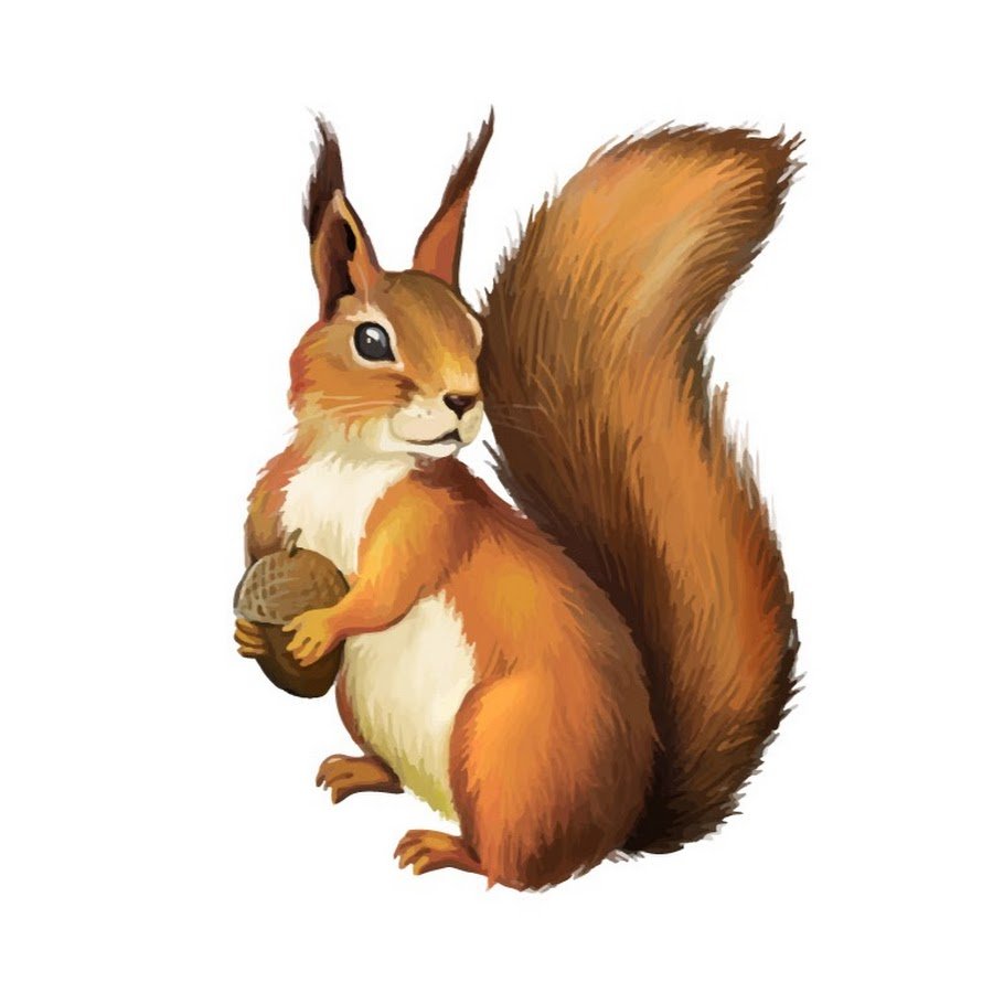 Белка для детей