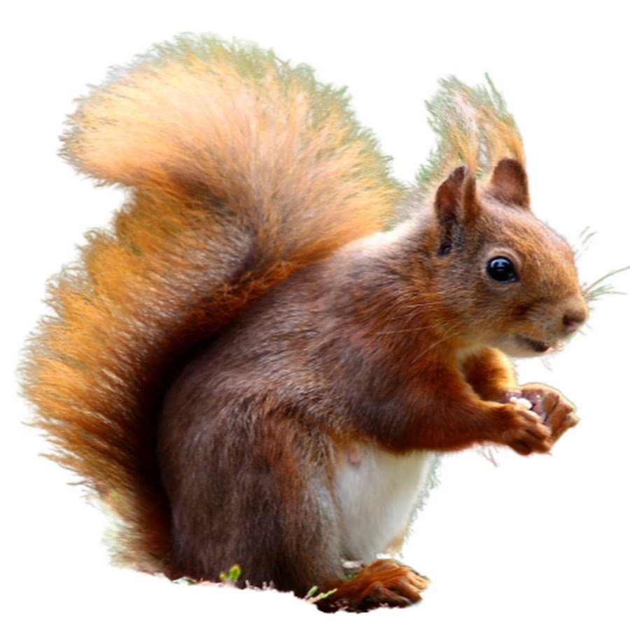 Белка клипарт