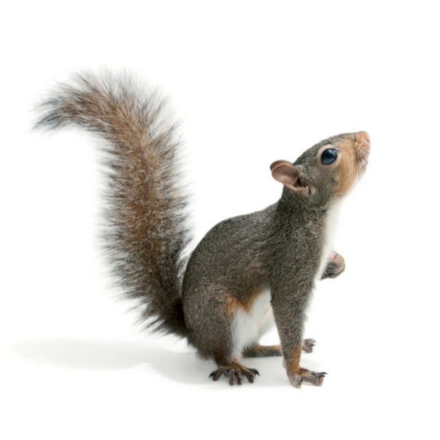 Бельчонок на белом фоне