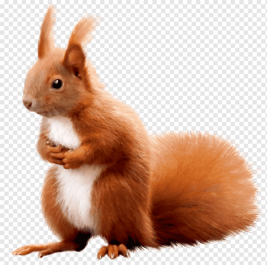 Бельчонок на прозрачном фоне