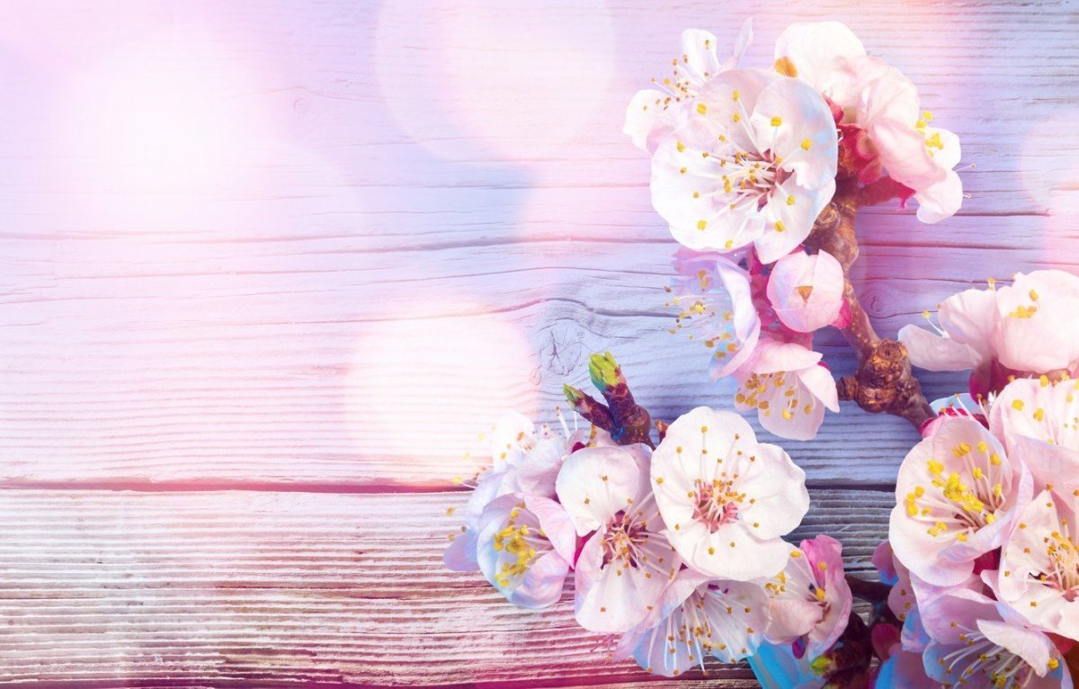 Нежный фотофон с цветами