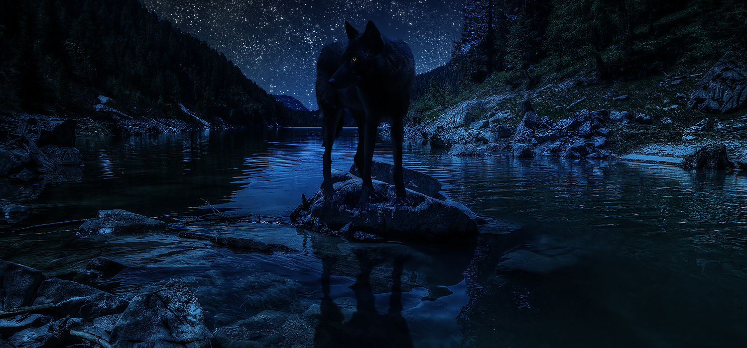 Волк выходит ночью. Волк в ночи. Черный волк. Волк в ночном лесу. Волк в лесу ночью.