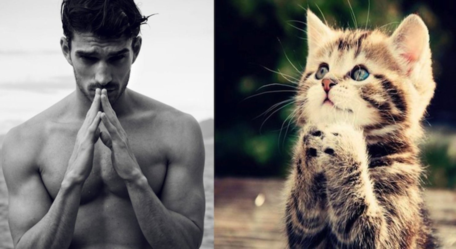 Коты и мужчины очень похожи