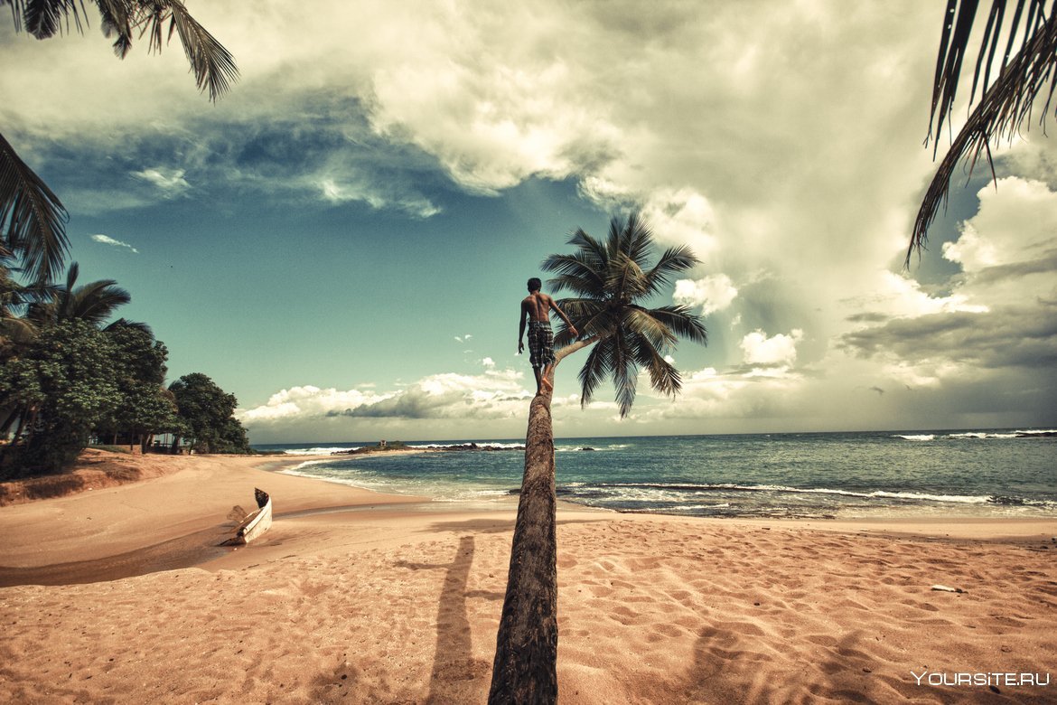 Шри Ланка пляж с пальмами
