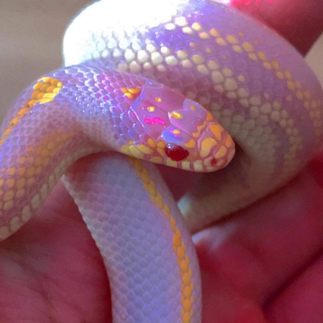 Фиолетовые змеи