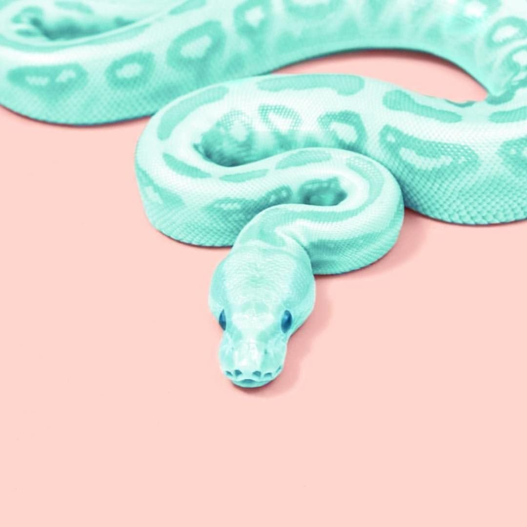 Змеи Эстетика