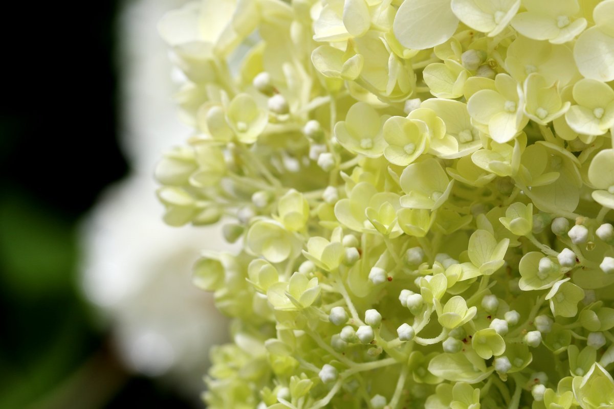 Гортензия Ландышевая