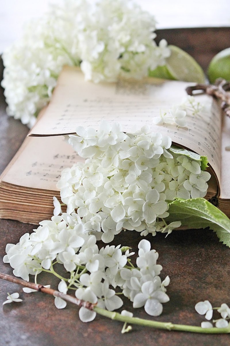 Ветка гортензии