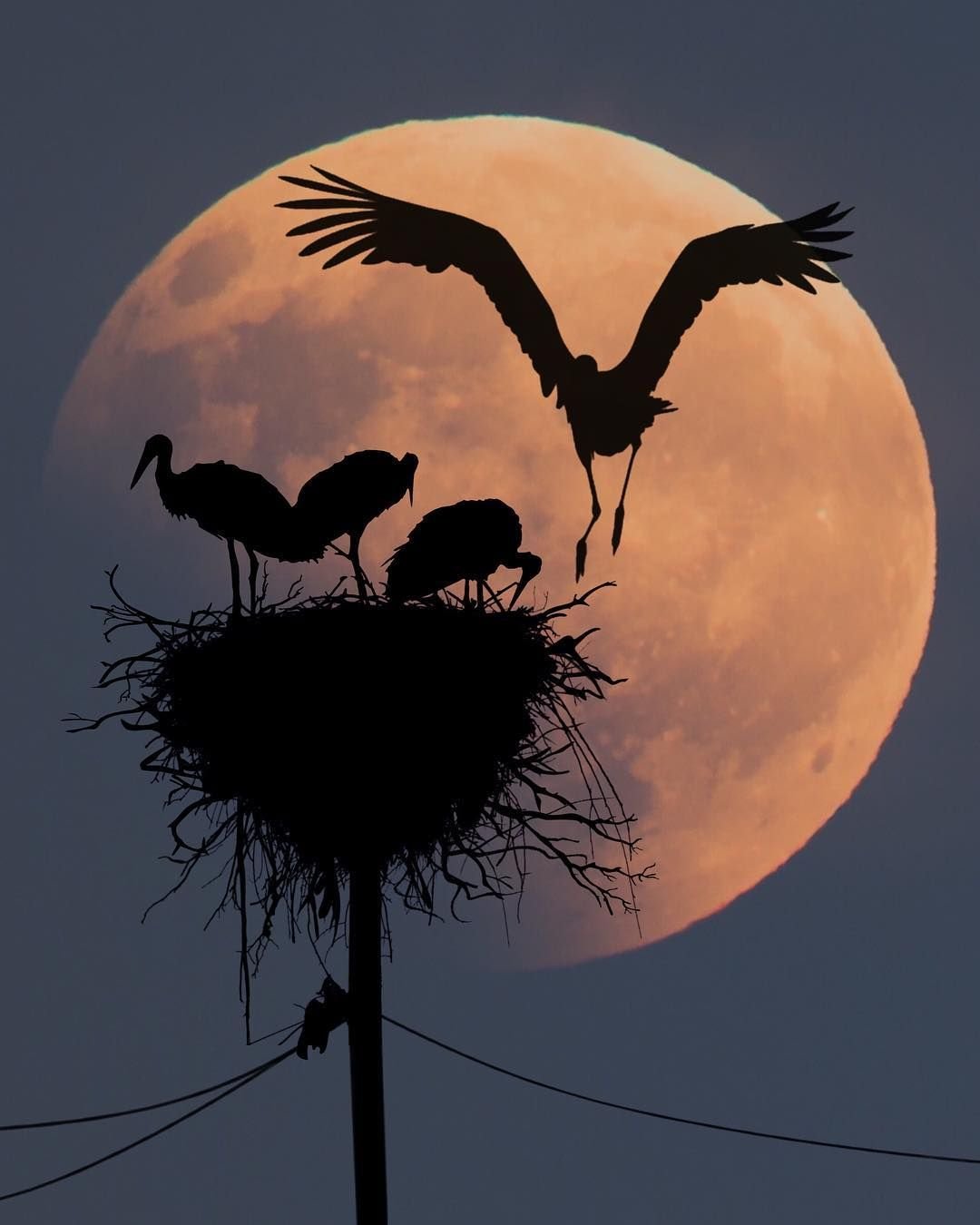 Девушка на качелях с Луны