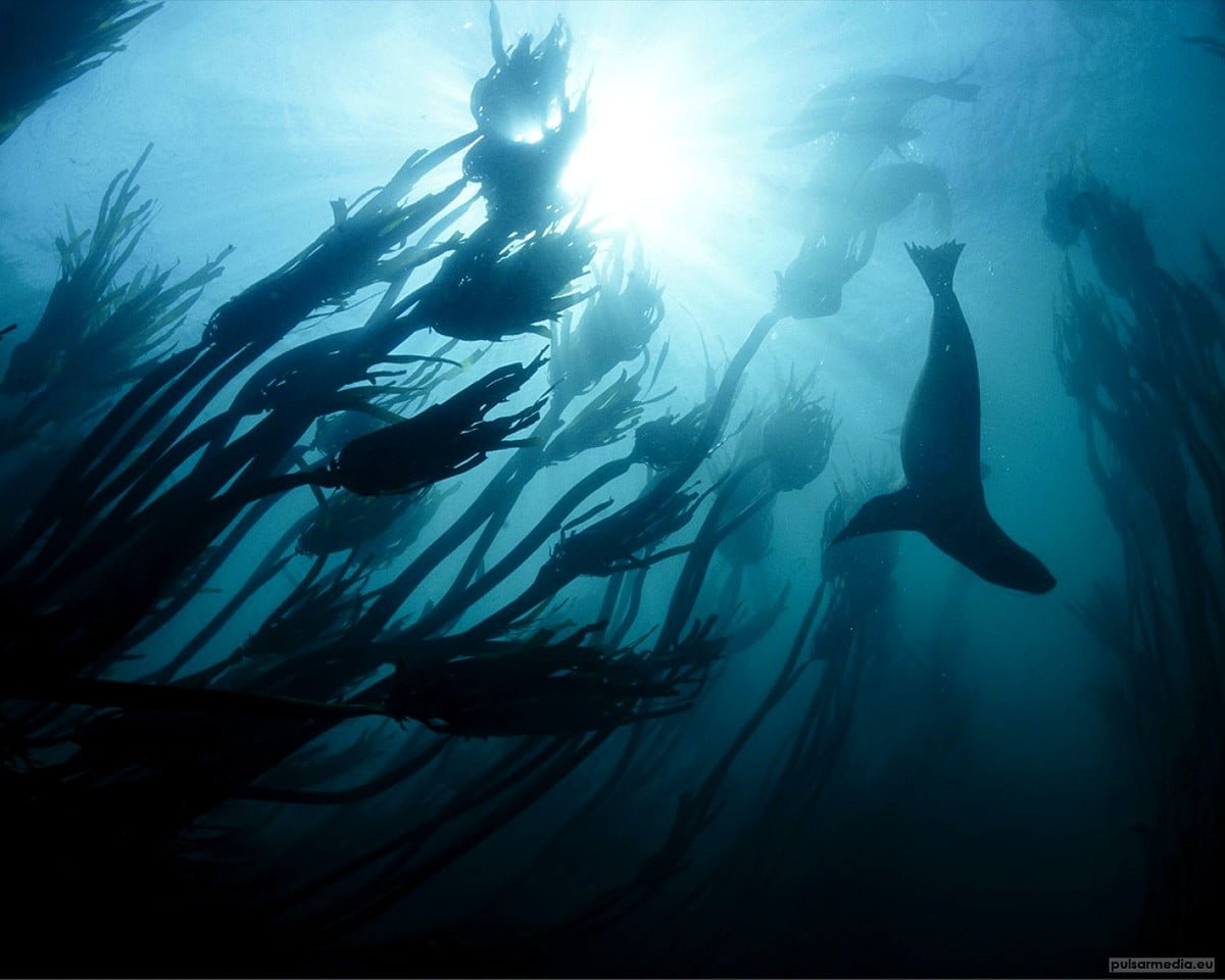 Обои National Geographic