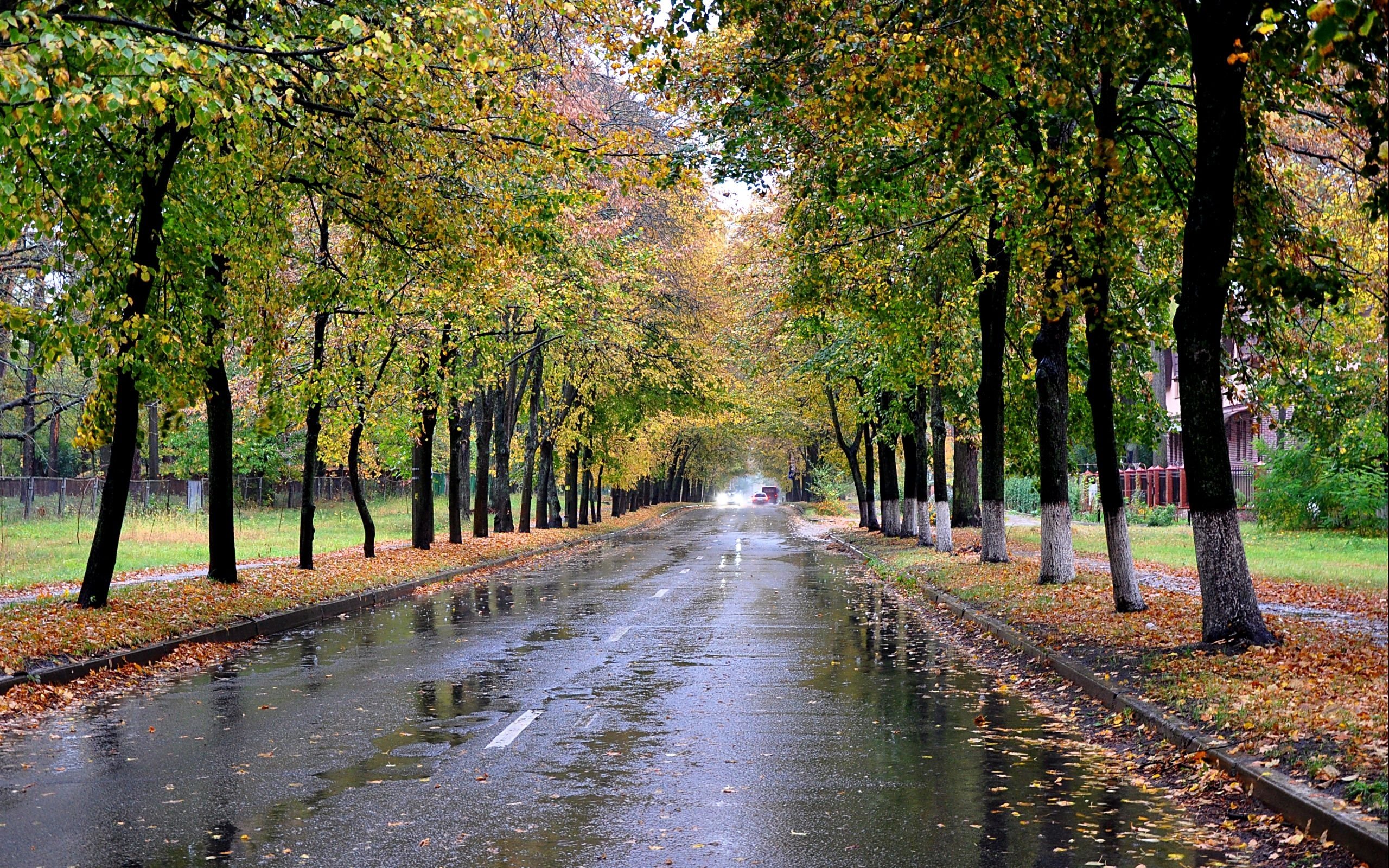парк и дождь