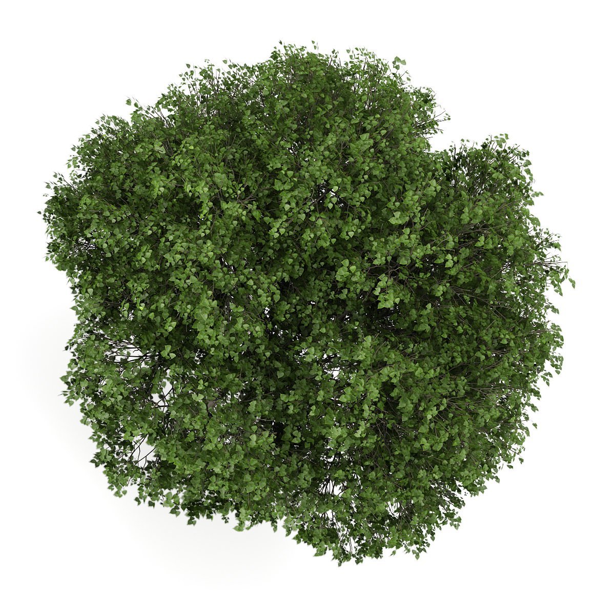 Кустарники вид сверху