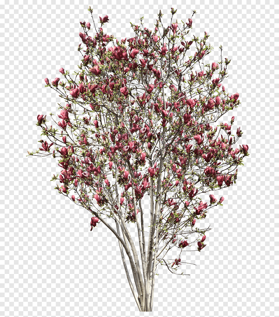 Магнолия срезка