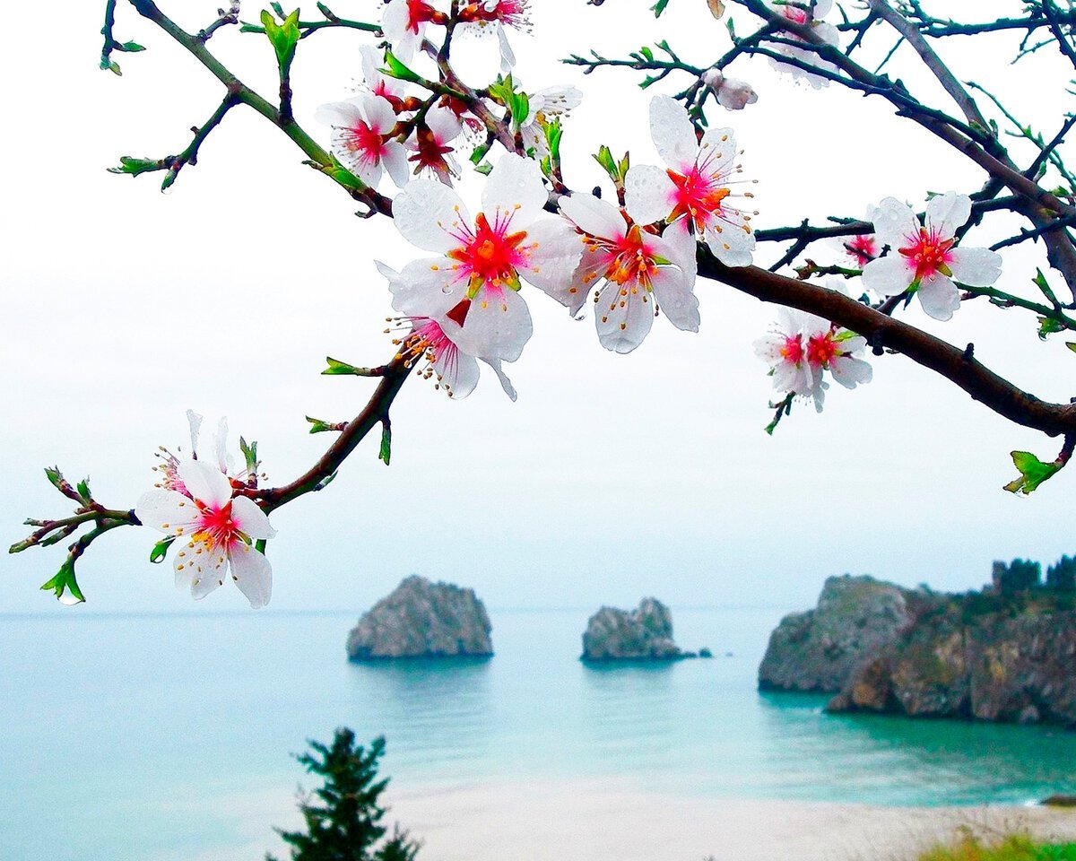 Цветы и море