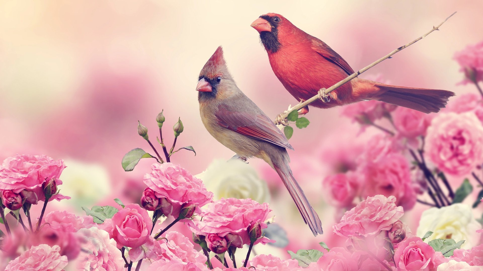 Птицы на розовом фоне
