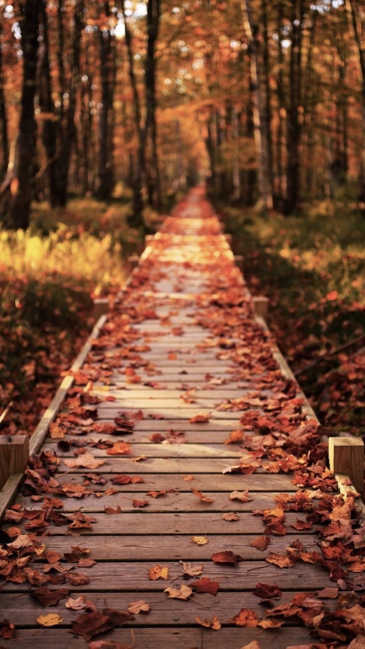 Осень Вдохновение