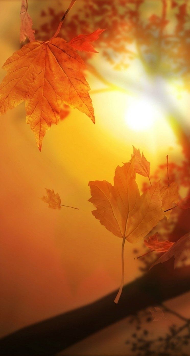 Черноплодная рябина