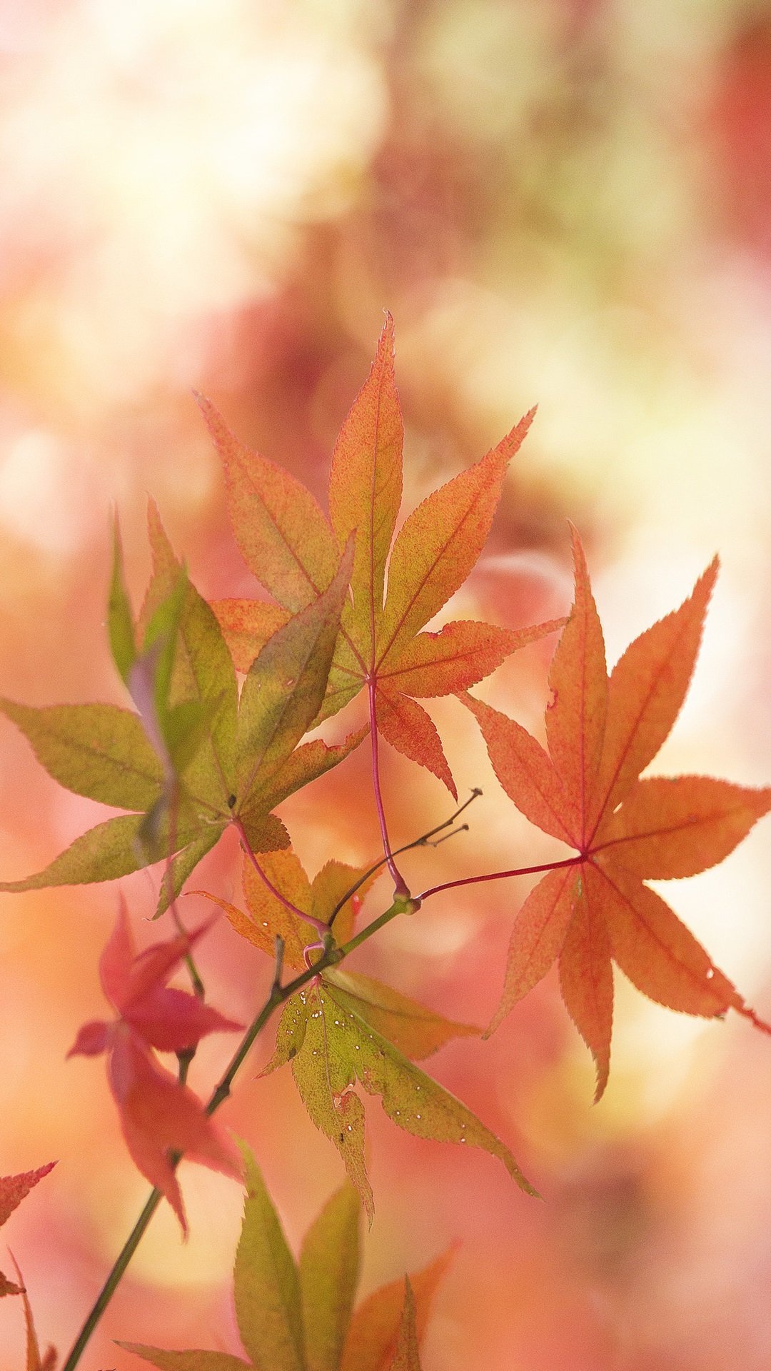 Осенний Минимализм