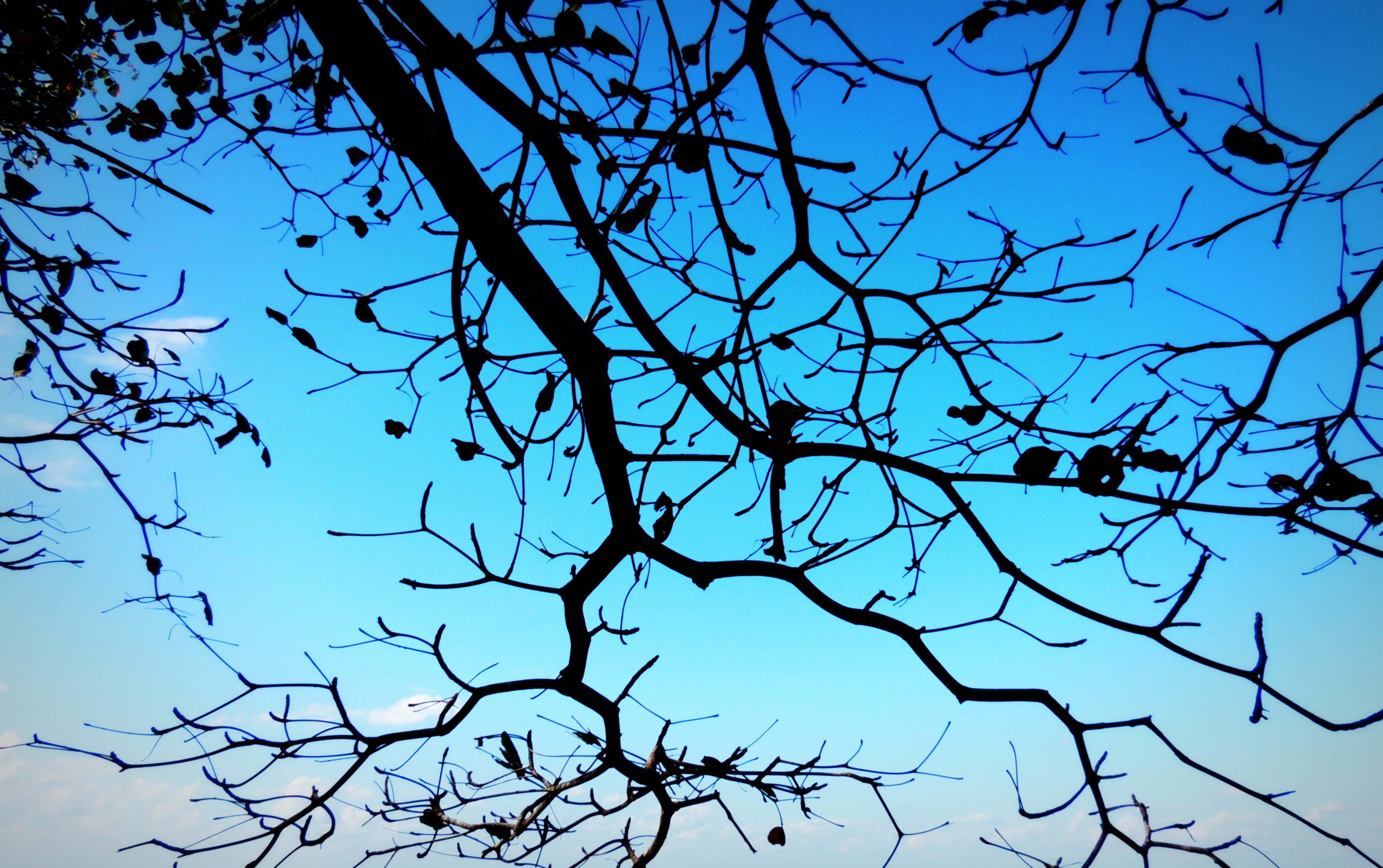 Ветви деревьев хлестать по стеклам. Ветка дерева. Ветки деревьев на фоне неба. Ветви дерева на фоне неба. Ветка силуэт.