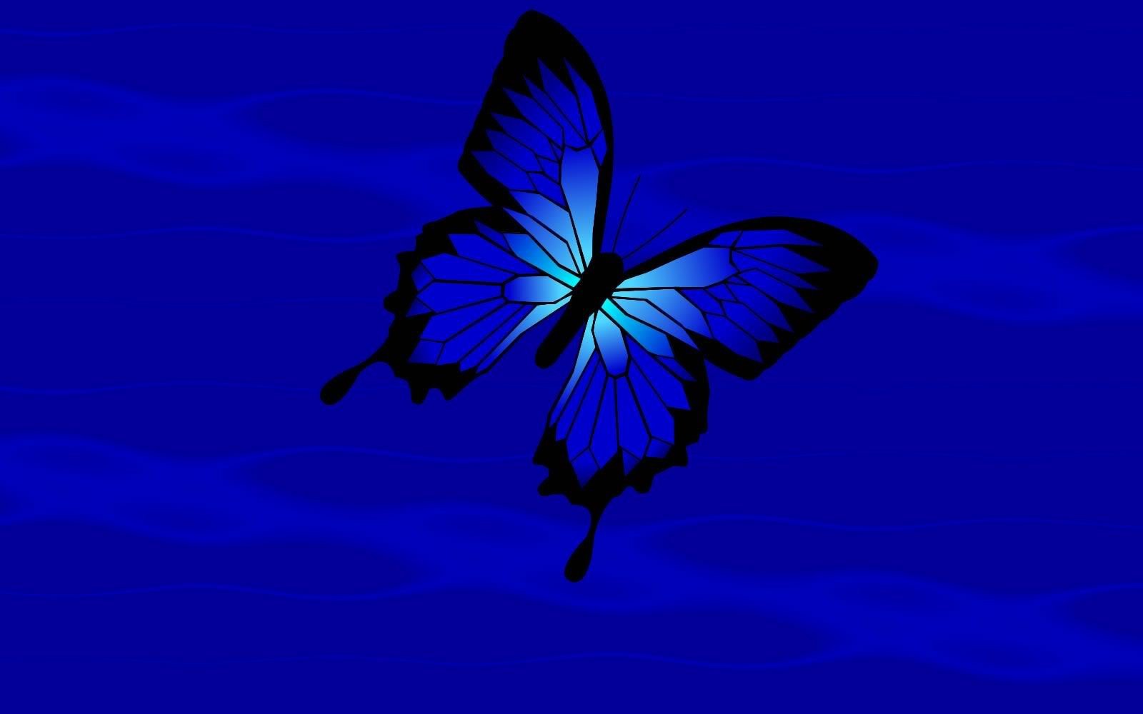 Черно синяя бабочка. Синяя бабочка. Бабочка на темном фоне. Бабочки на голубом фоне. Бабочки на черном фоне.